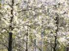 USA-Washington State-Fall City wild cherry springtime blooming Art Print